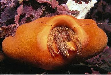 《赛车计划》和《赛车计划2》将在近期停售